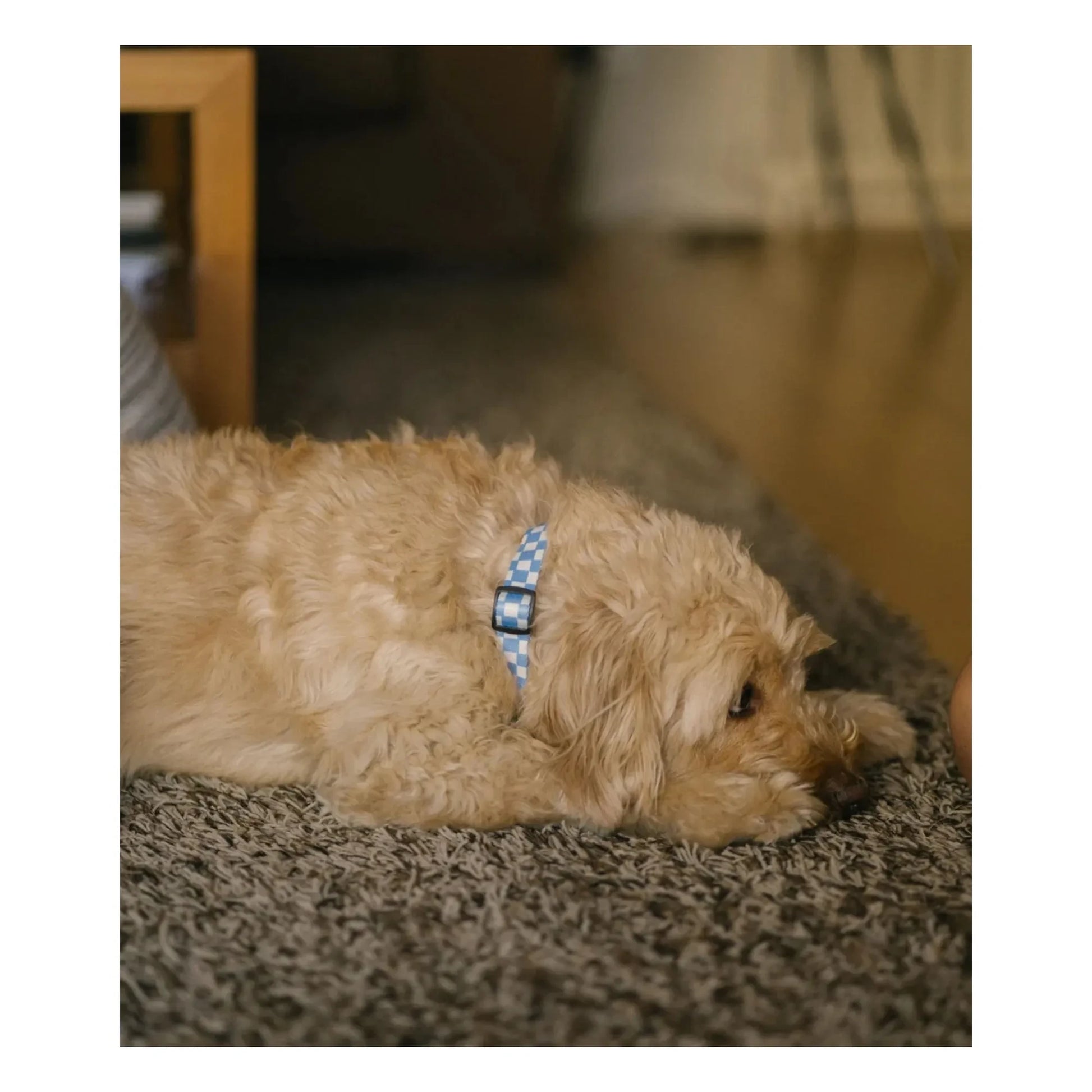 Cafide - Juno dog collar | Light blue