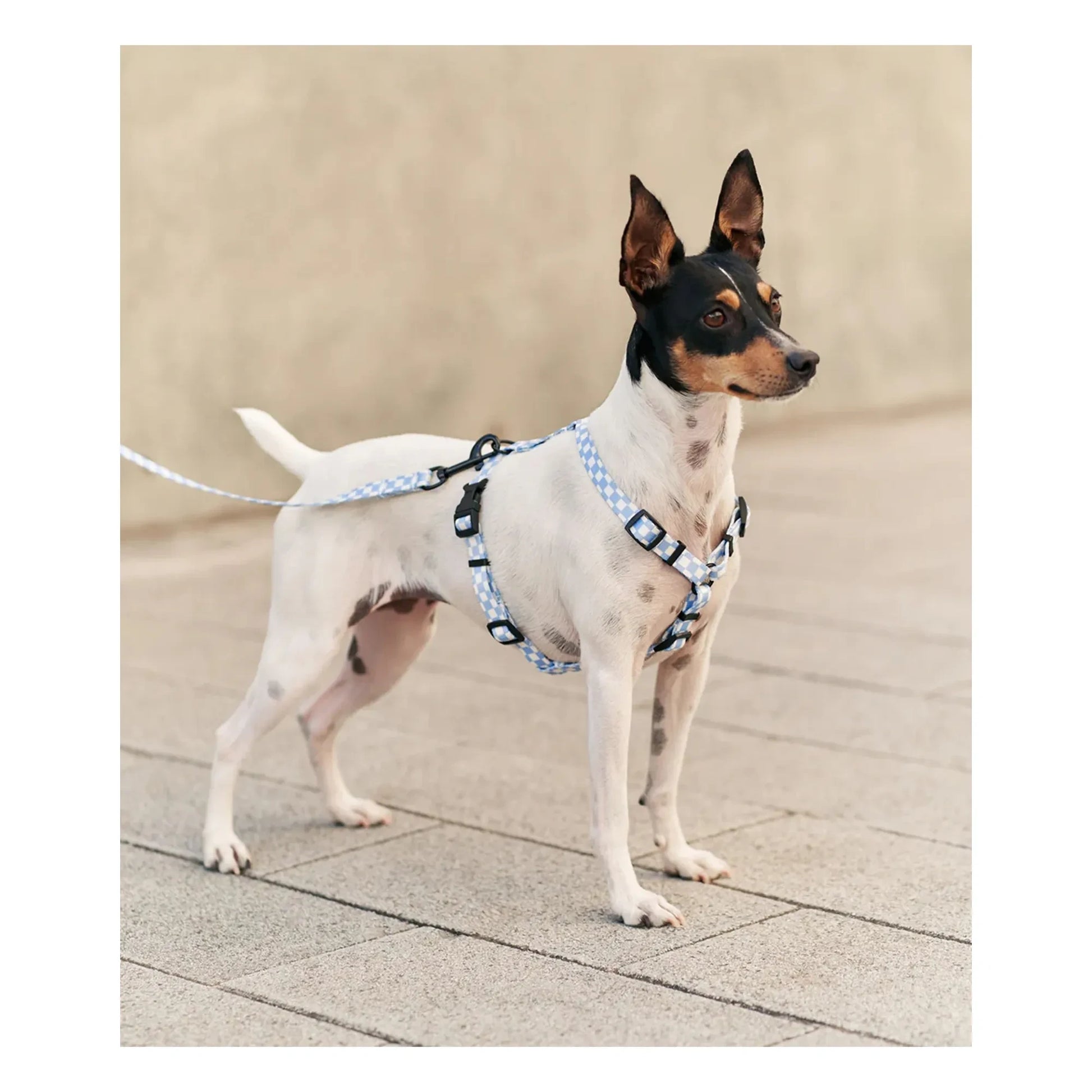 Cafide - Juno dog leash | Light blue