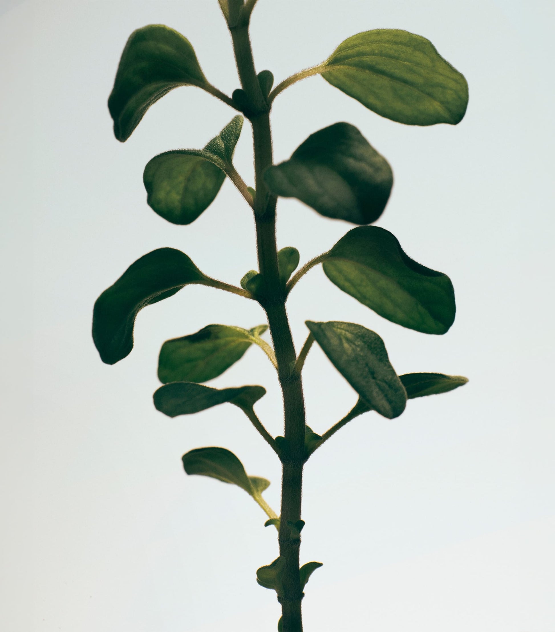 LOEWE Oregano Chandelier Candle