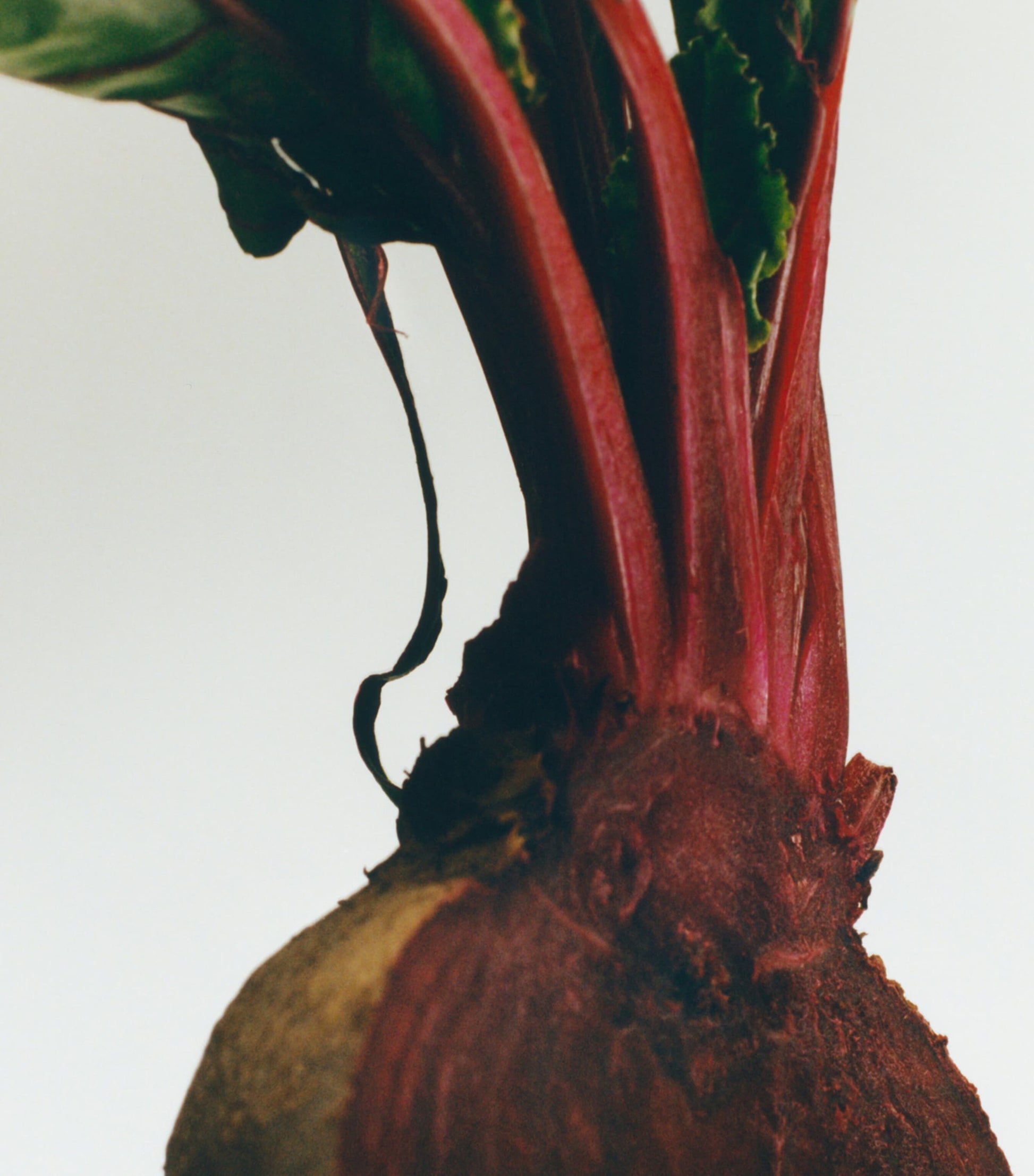 LOEWE Medium Beetroot Scented Candle