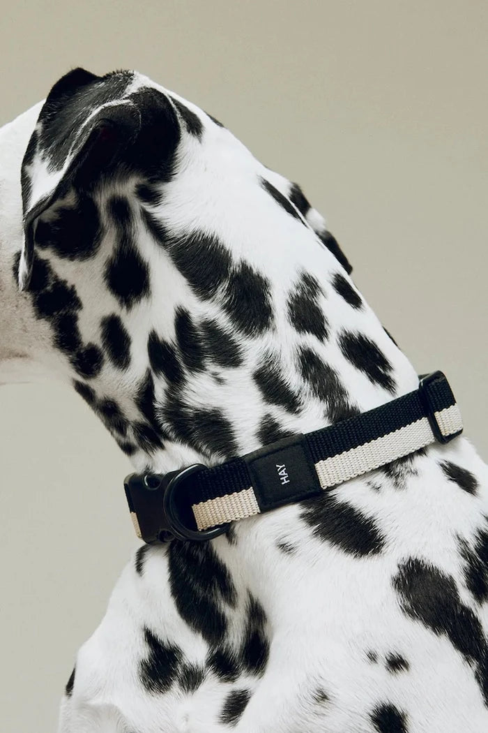 HAY Köpek Tasması M/L 2,5 x 40-65 cm