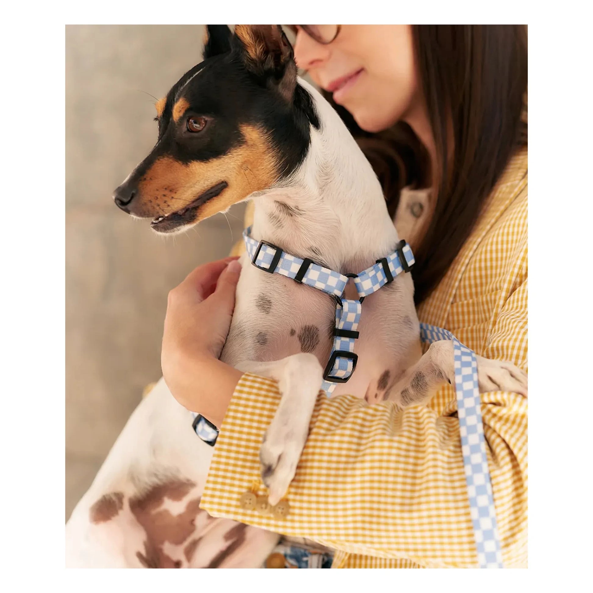 Cafide - Juno dog harness | Light blue