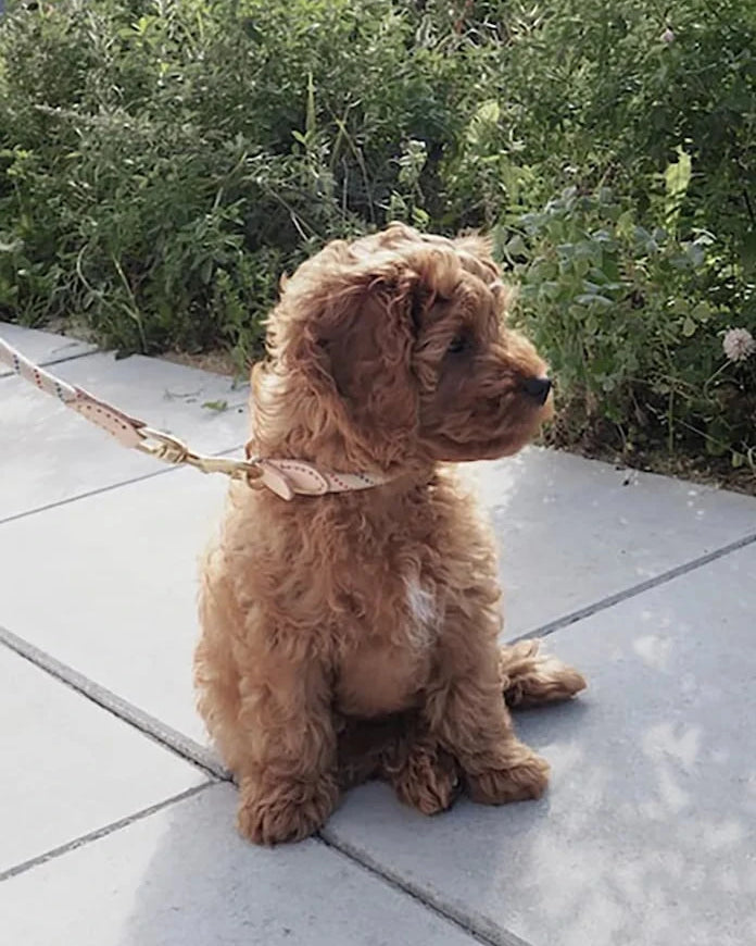OYOY Perry Köpek Tasması Extra L