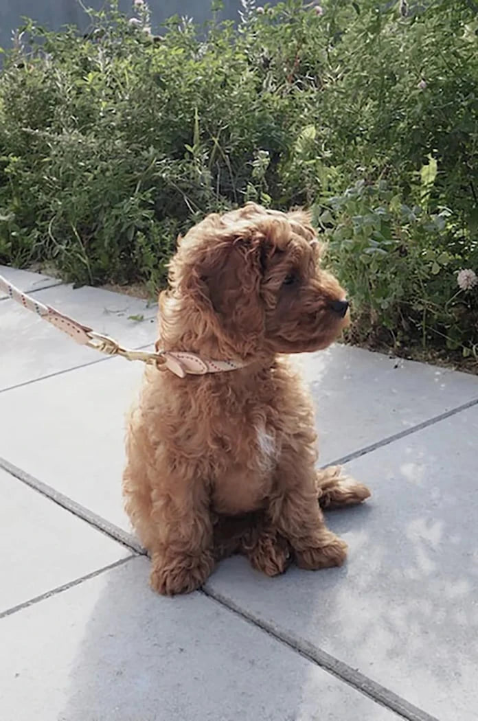 Нашийник за куче OYOY Perry Dog Collar Extra L