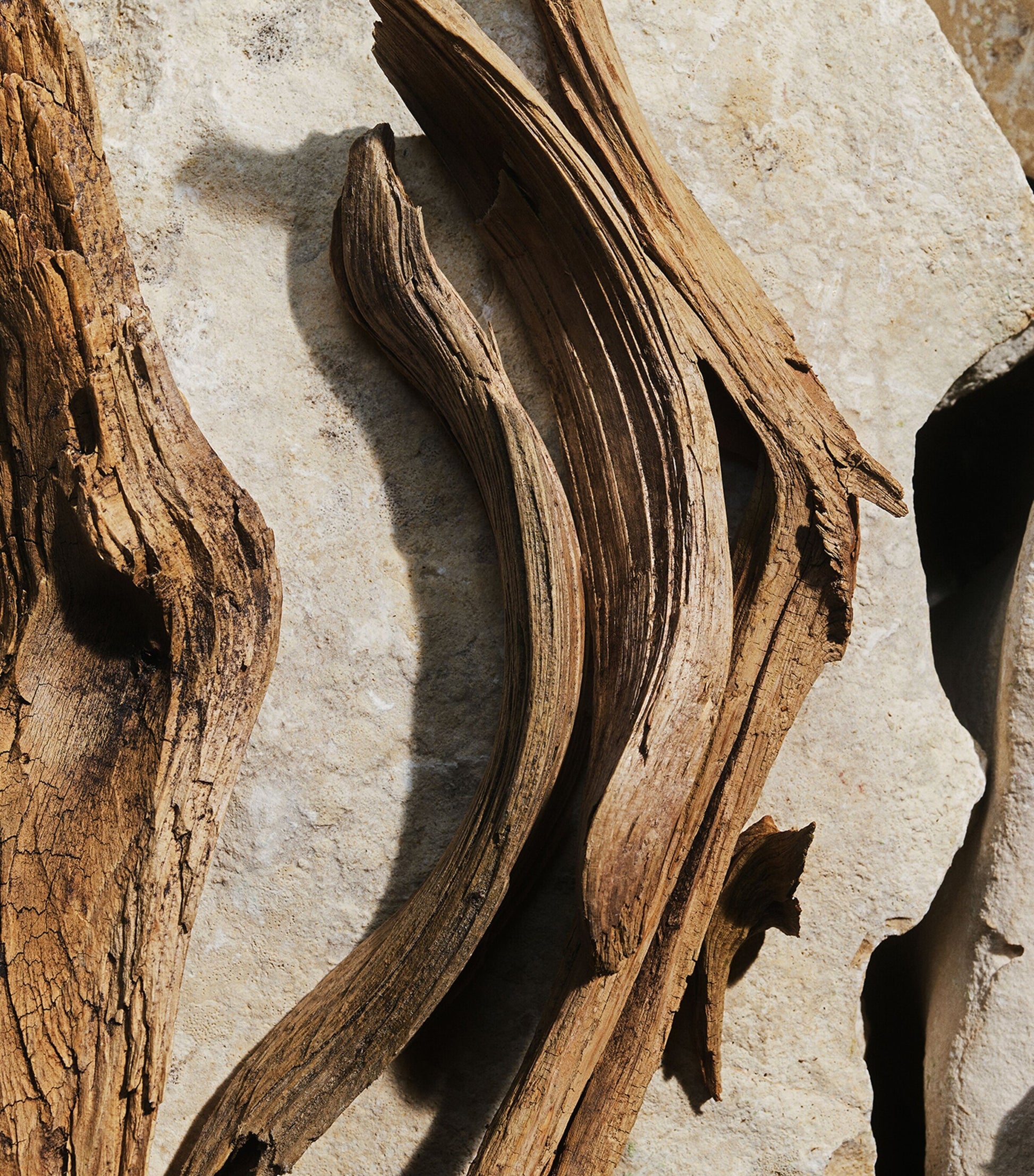 Dolce & Gabbana Light Blue Eau de Toilette (50ml)