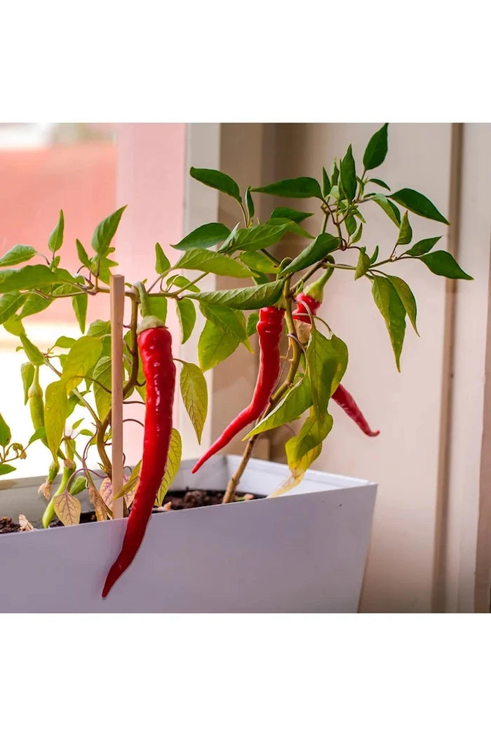 RESETEA Bitki Yetiştirme Seti Hot peppers 21,5 x 6,5 x 18,5 cm (5 adet)