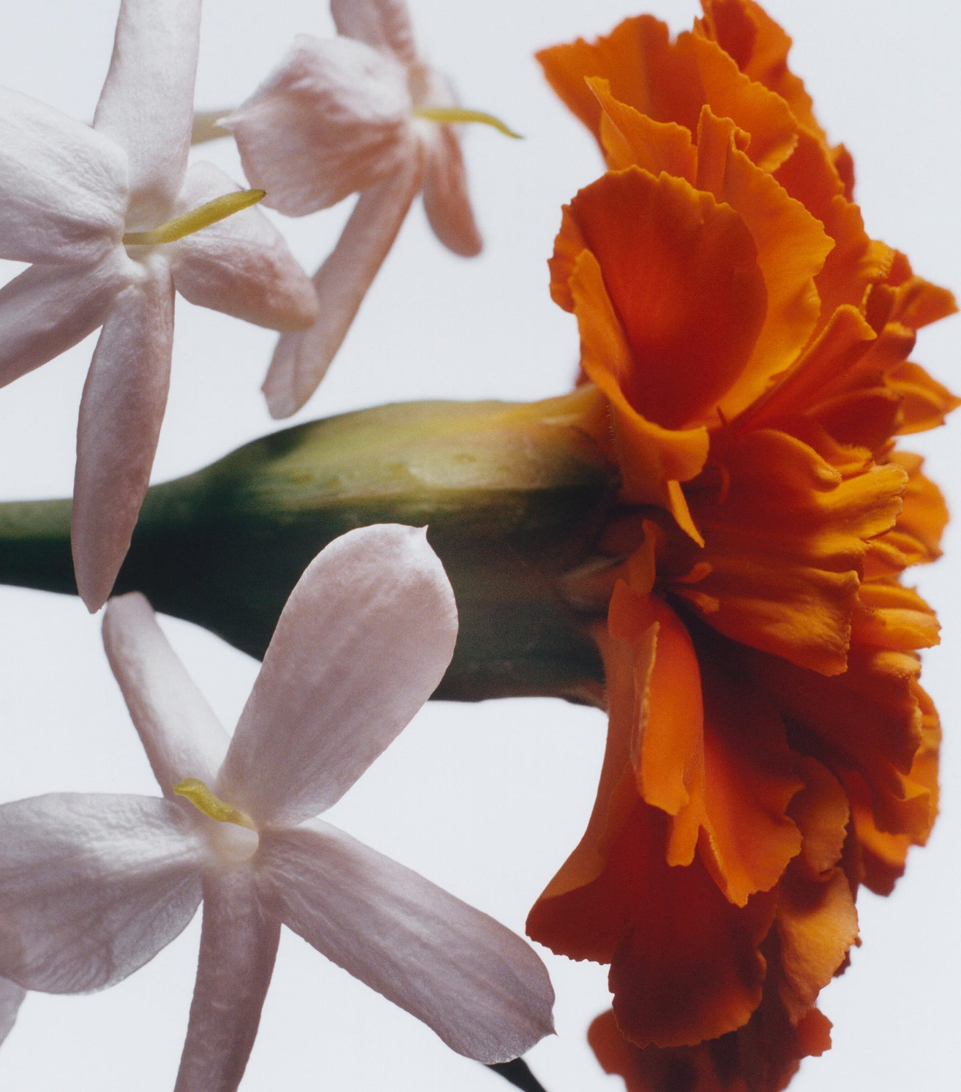 Jasmine Sambac & Marigold Intense Classic Candle (200g)