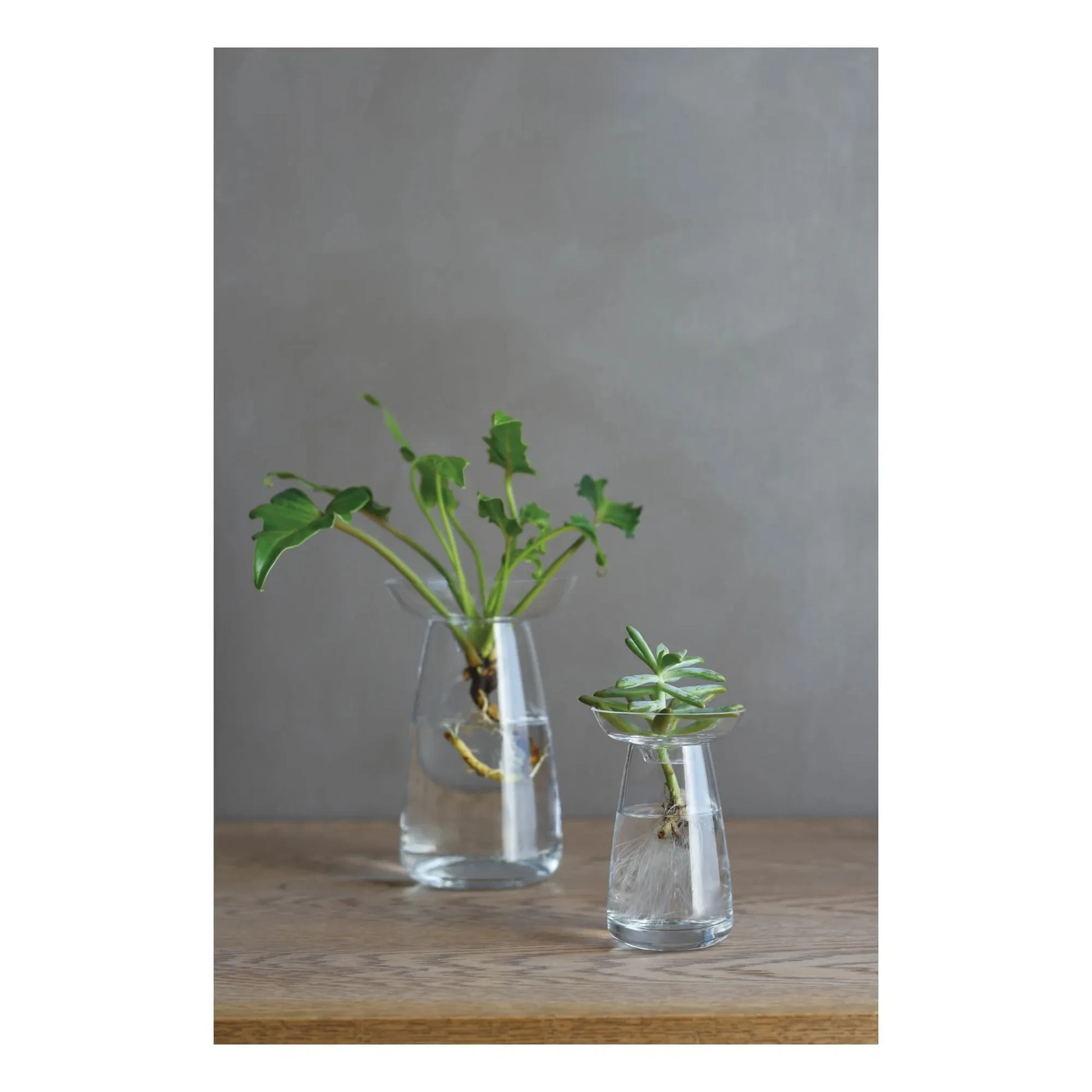 Kinto - Aquaculture Glass Vase | Transparent