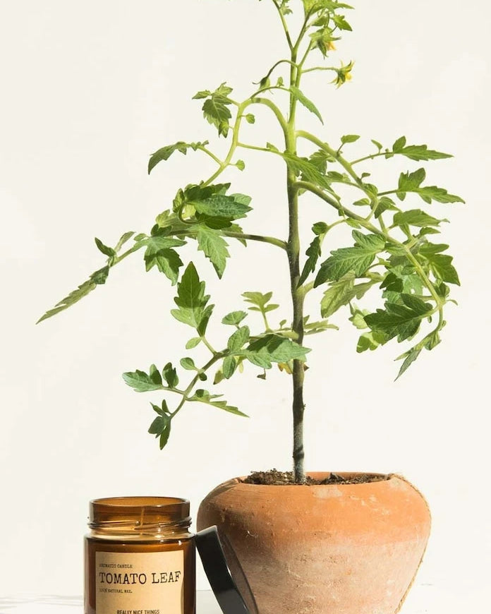 Really Nice Things Domates Yaprağı & Oregano Kokulu Mum Seti 2 x 100 g (2 Adet)