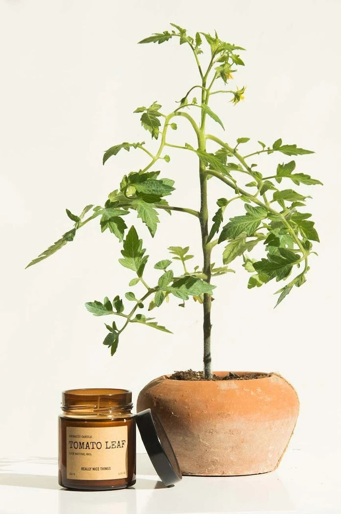 Really Nice Things Domates Yaprağı & Oregano Kokulu Mum Seti 2 x 100 g (2 Adet)