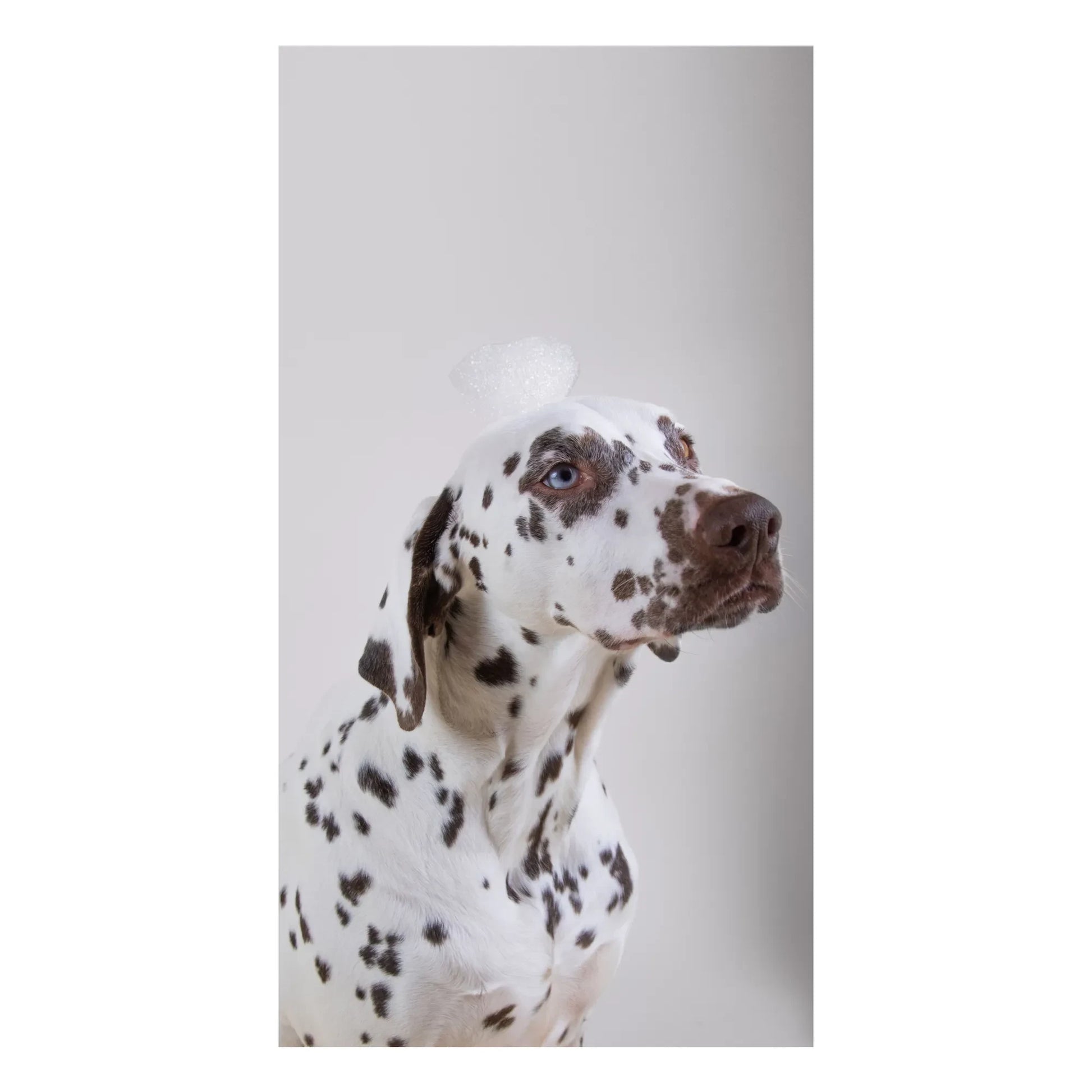 Holidermie - Holidog sulfate-free dog shampoo - 480ml