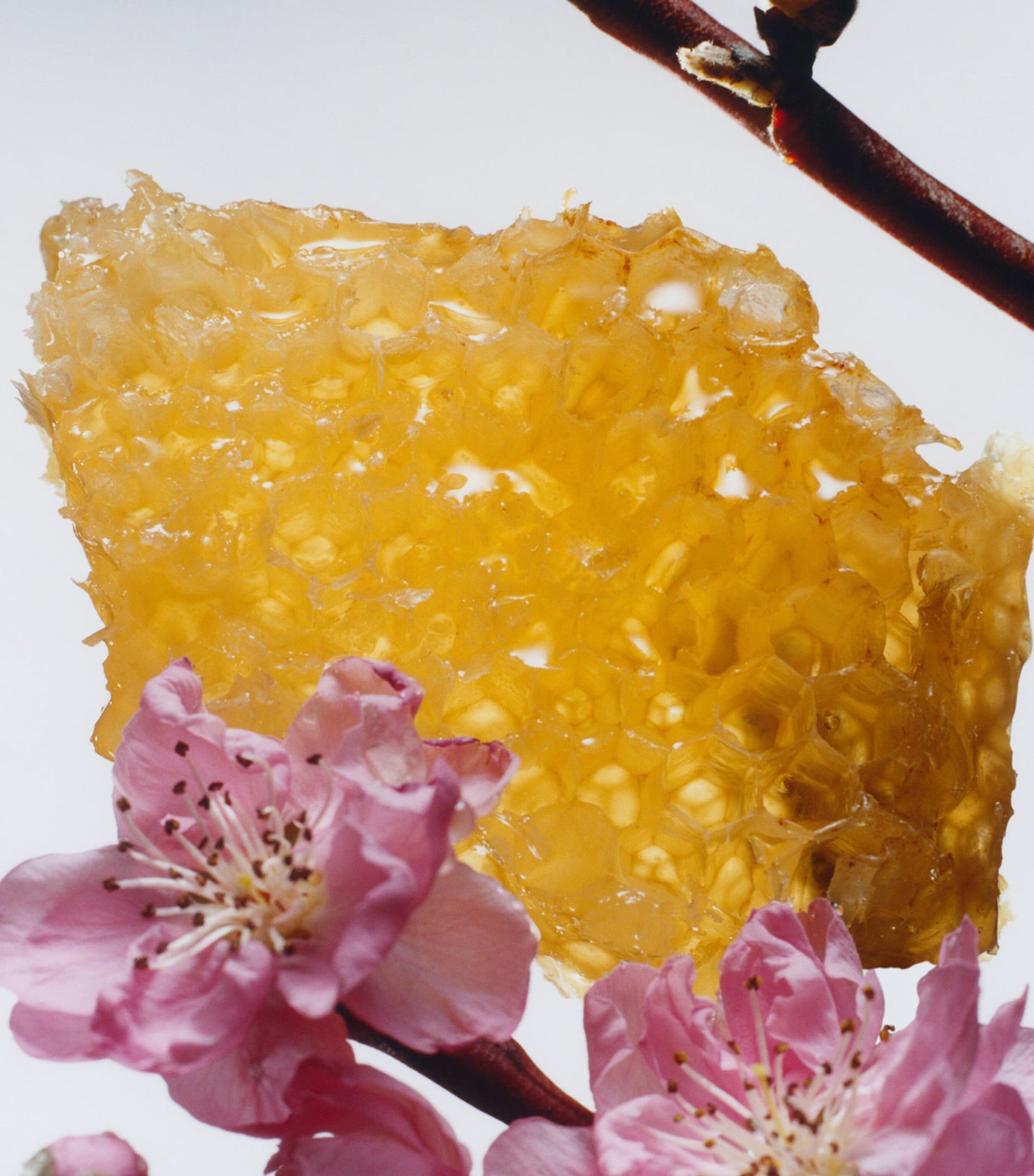 Nectarine Blossom & Honey Cologne