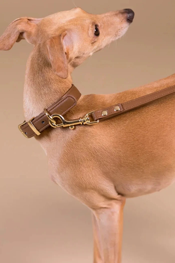 PAIKKA Köpek Tasması S