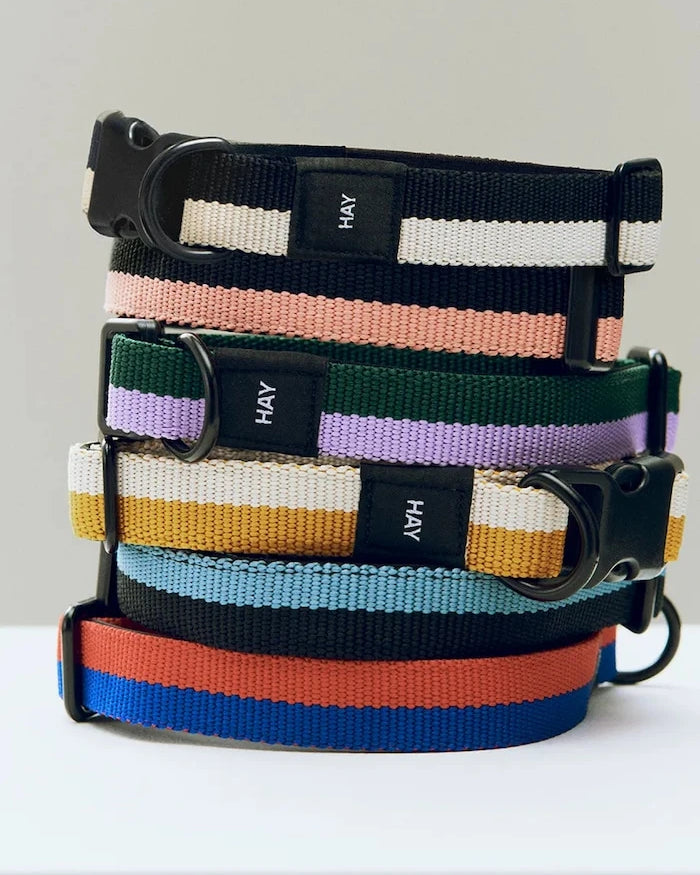 HAY Köpek Tasması M/L 2,5 x 40-65 cm