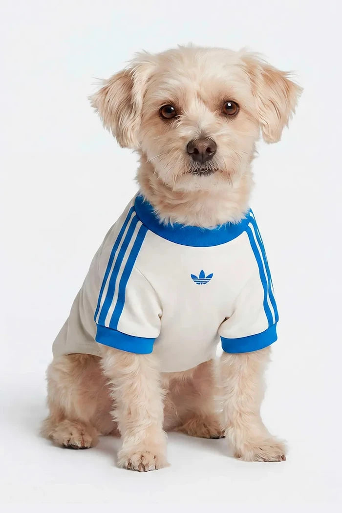 adidas Originals Evcil Hayvan Pet Cali