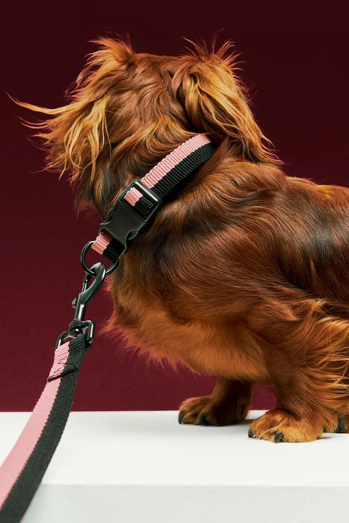 HAY Köpek Tasması M/L 2,5 x 40-65 cm