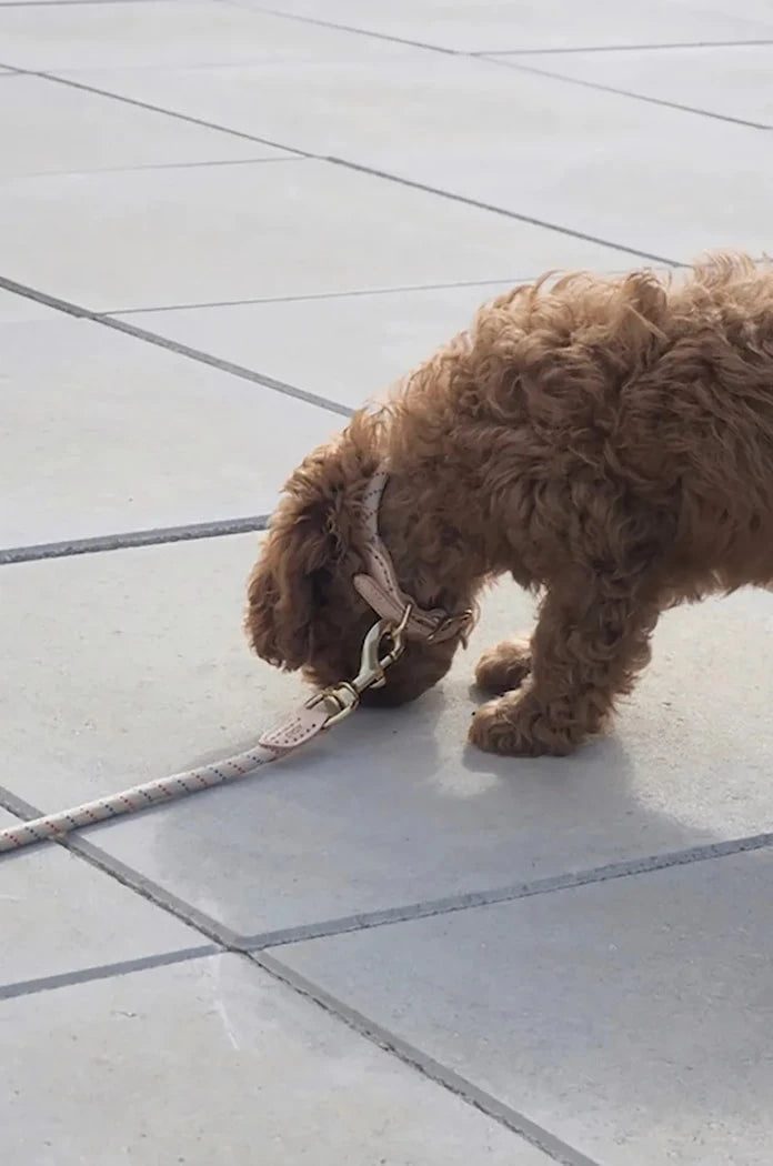 OYOY Perry Köpek Tasması Extra L