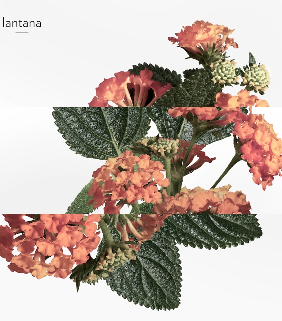 HERMÈS Eau de Rhubarbe Écarlate Eau de Cologne (100ml)