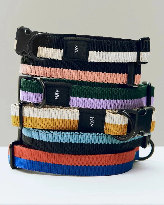 HAY Köpek Tasması M/L 2,5 x 40-65 cm
