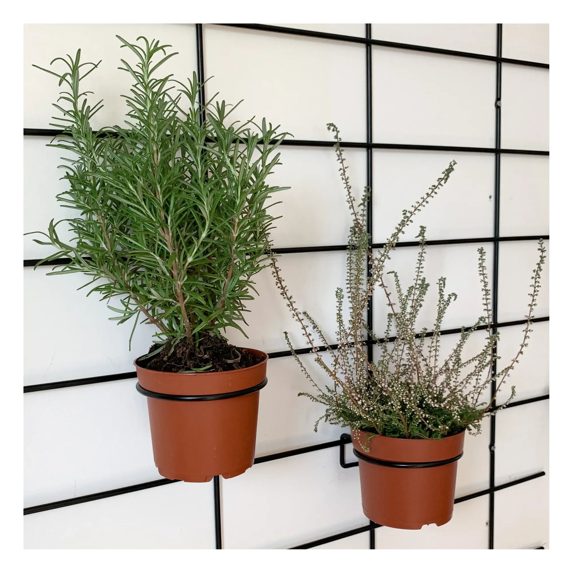Gassien - Pot holder | Black