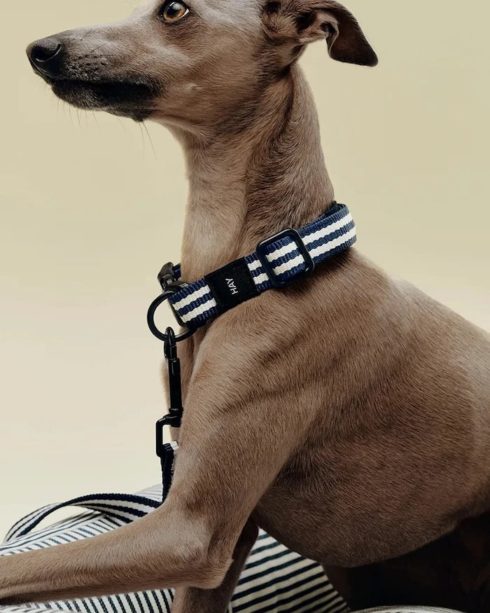 HAY Köpek Tasması S/M