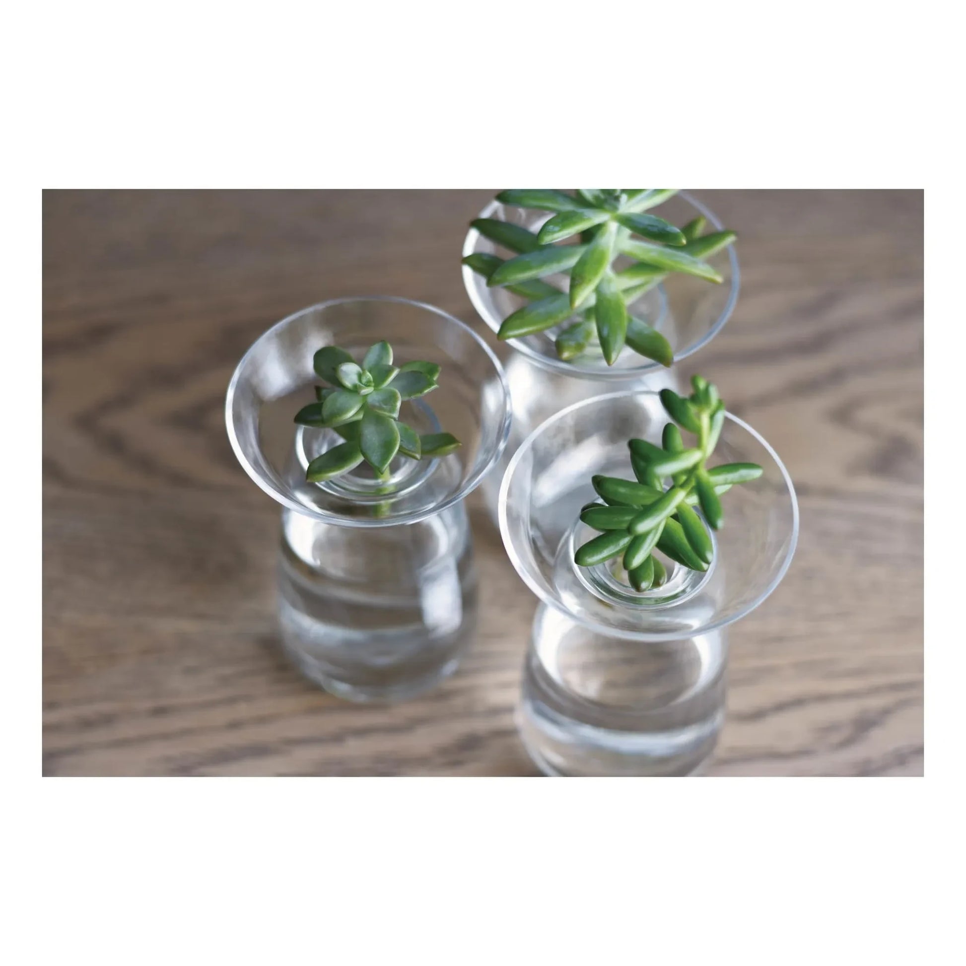 Kinto - Aquaculture Glass Vase | Transparent