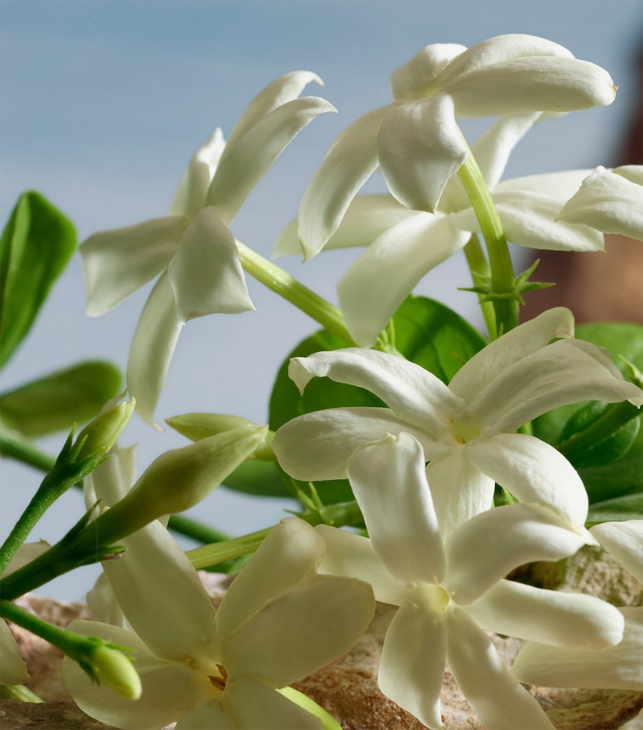 Q by Dolce & Gabbana Pure Perfume (50ml)