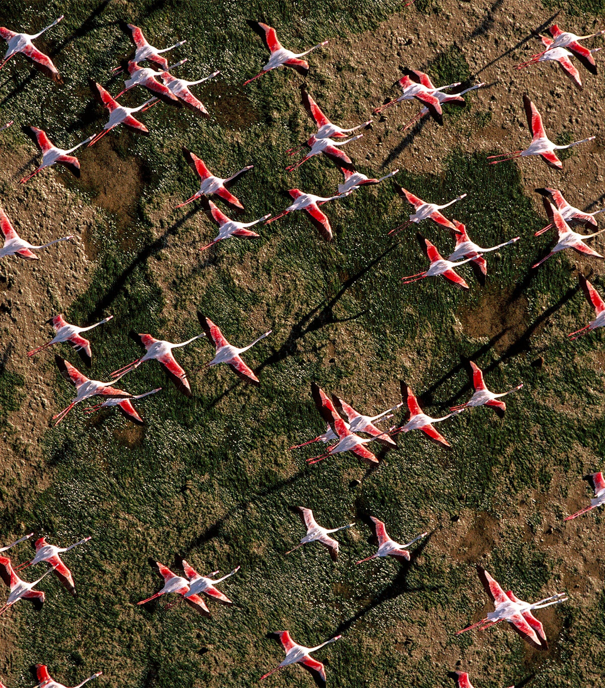 Aqua Allegoria Rosa Rossa Eau de Toilette (125ml)