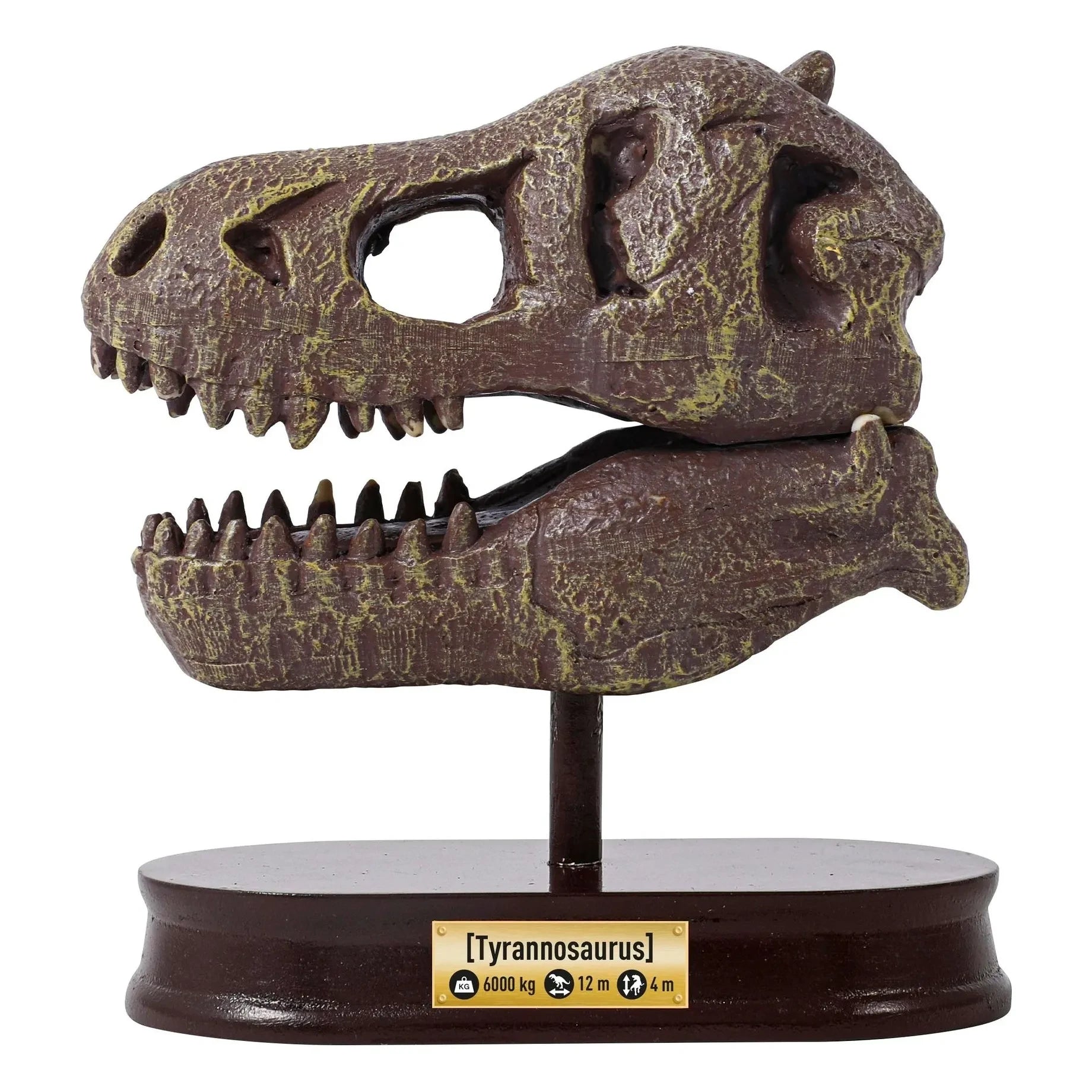 Buki - Archaeology set - Museum Dino Skull