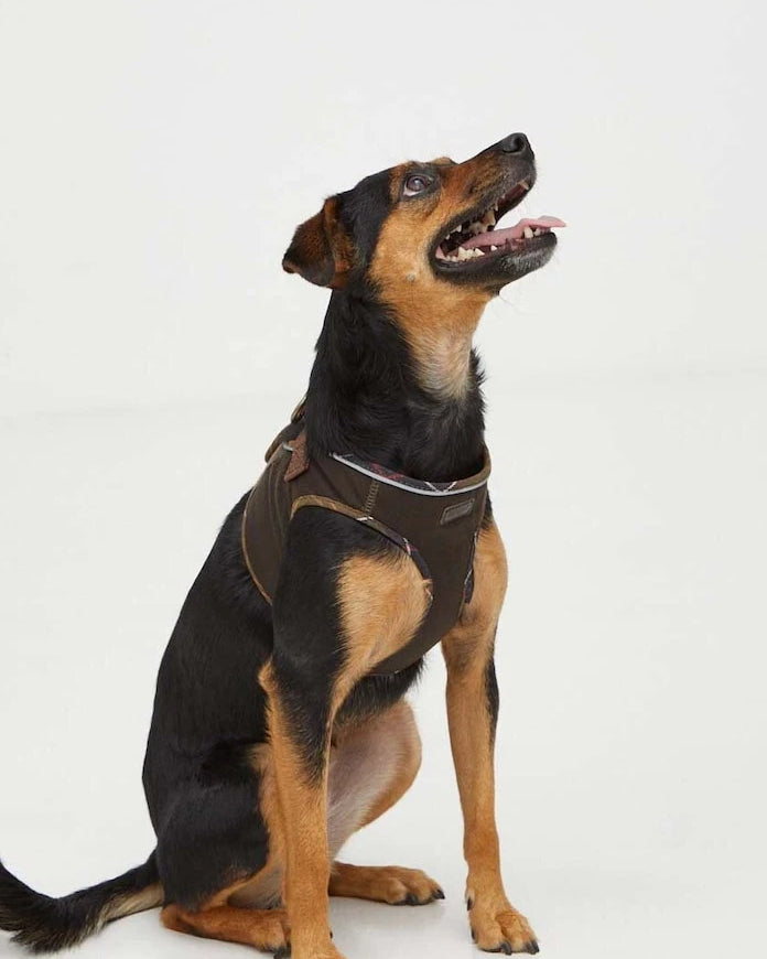 Barbour Köpek Göğüs Tasması
