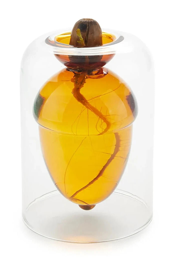 Balvi Acorn Tohum Yetiştirme Vazosu 12 x 8,4 x 8,4 cm