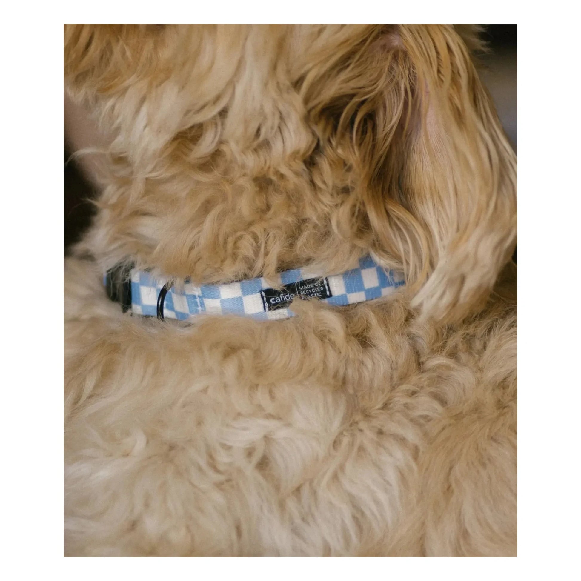 Cafide - Juno dog collar | Light blue