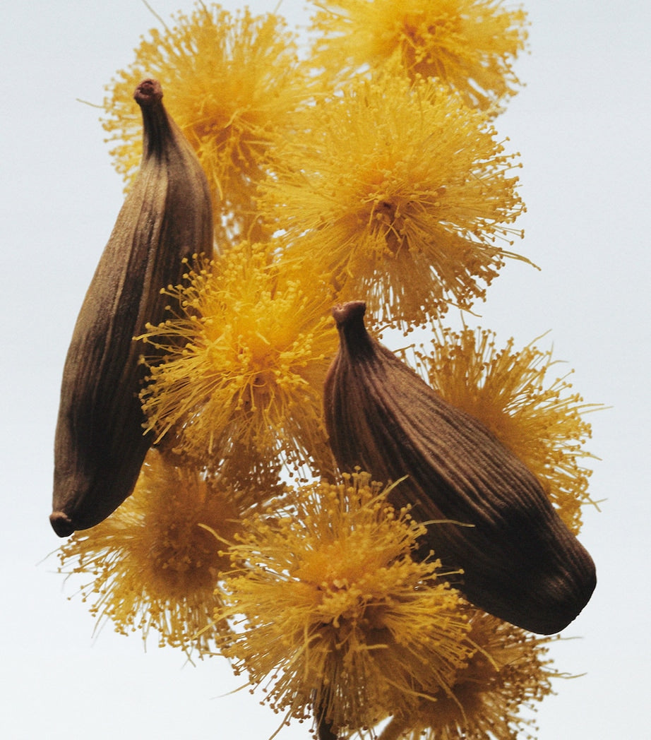 Mimosa & Cardamom Body Crème