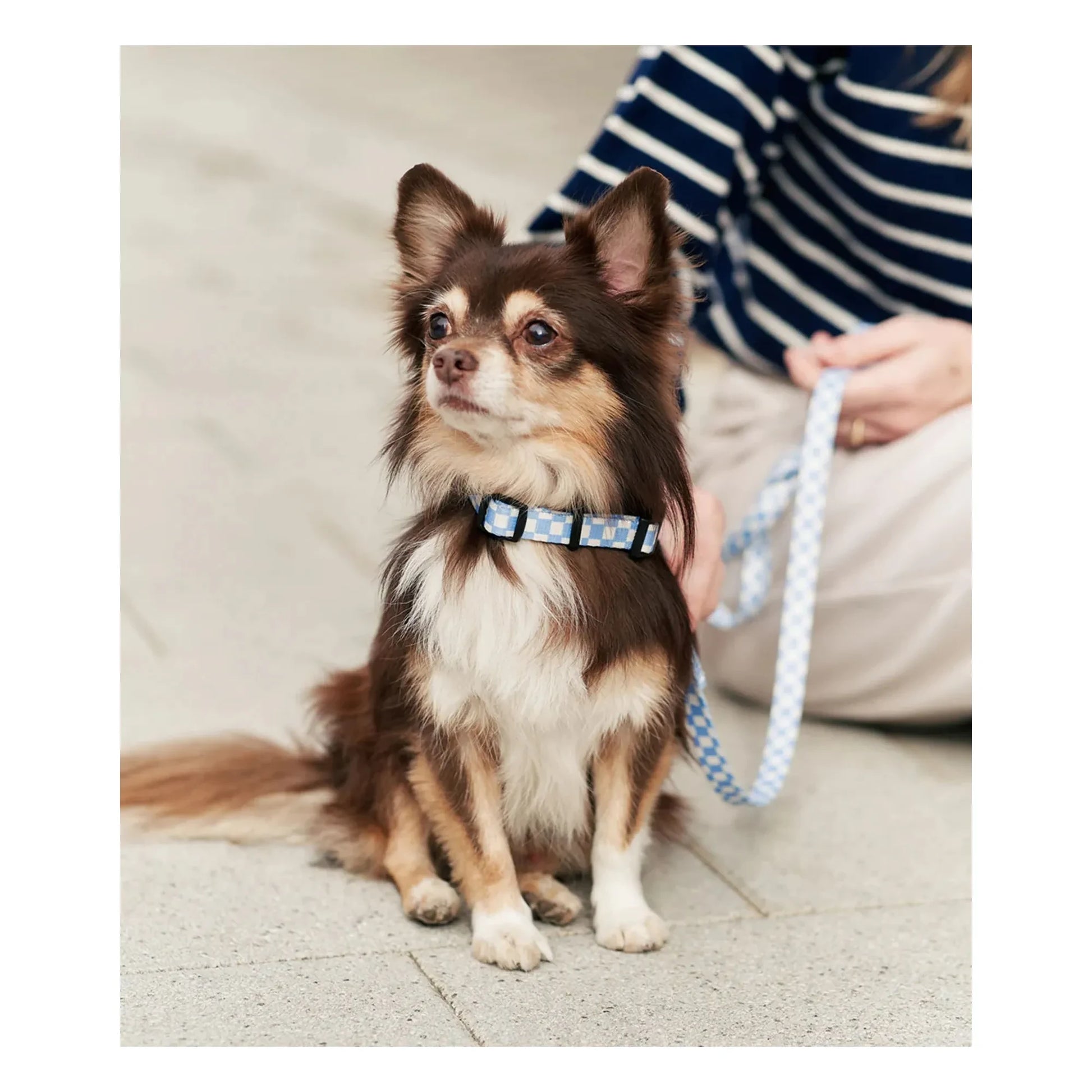 Cafide - Juno dog leash | Light blue