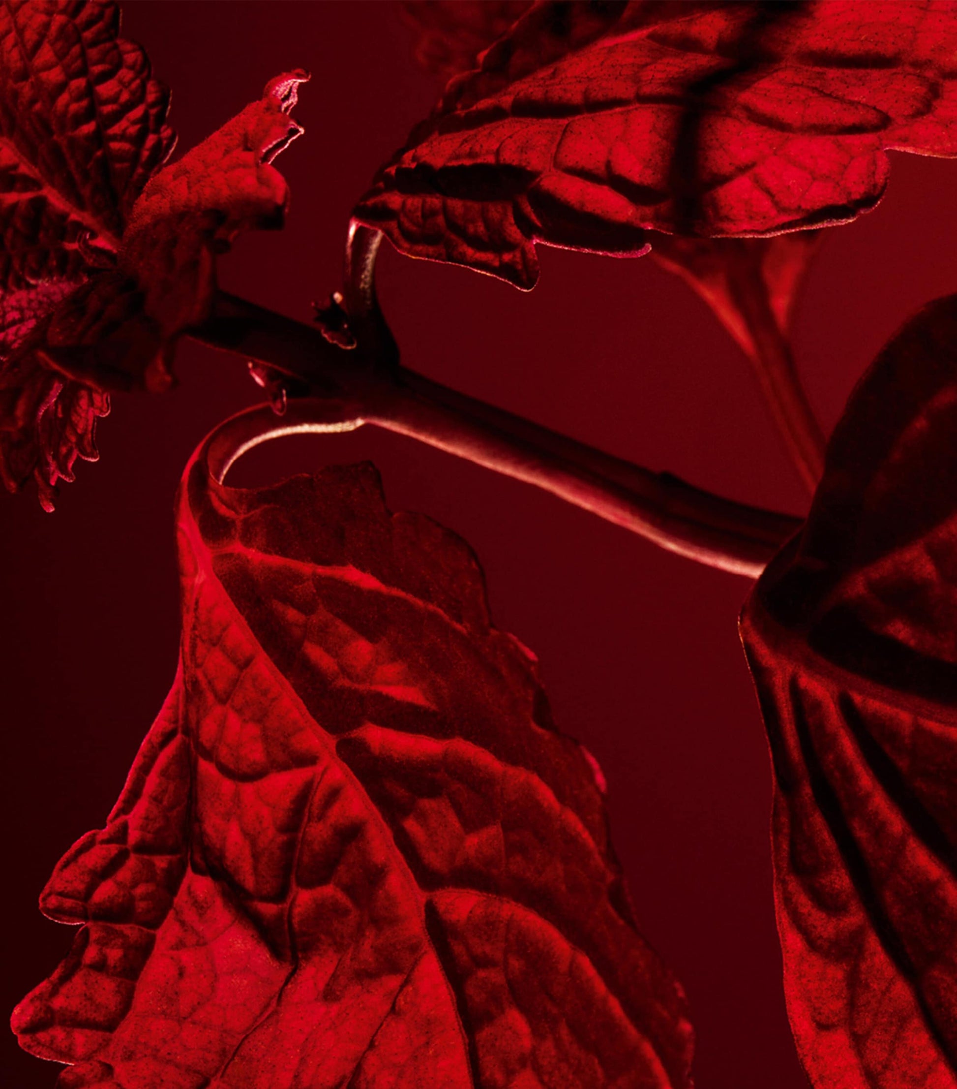 L'Art et La Matiere Patchouli Paris Eau de Parfum (200ml)