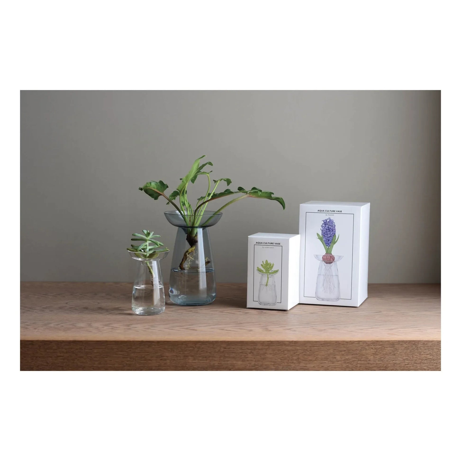Kinto - Aquaculture Glass Vase | Transparent