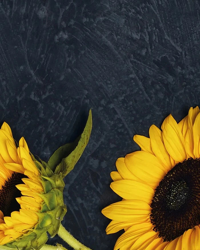 Комплект за отглеждане на растения RESETEA Sunflower Growing Kit 9,8 x 8,8 x 8,8 cm