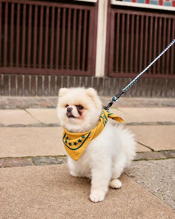 HAY Köpek Tasması M/L 160 cm