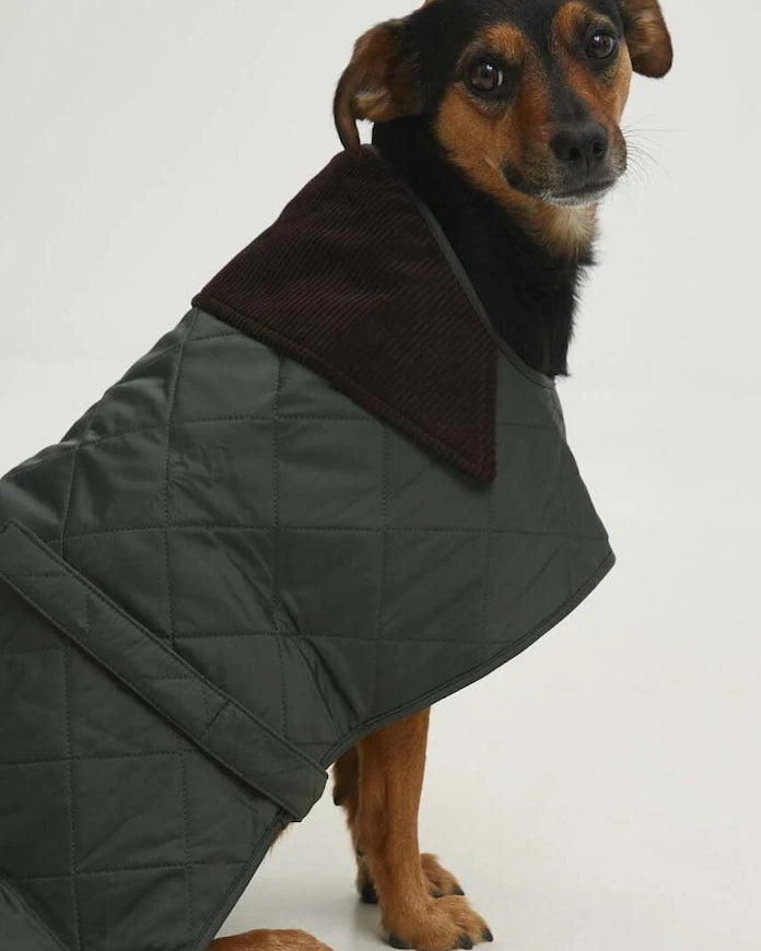 Barbour Köpek Montu