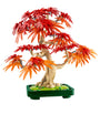 Botanicals Japanese Red Maple Bonsai Tree 10348