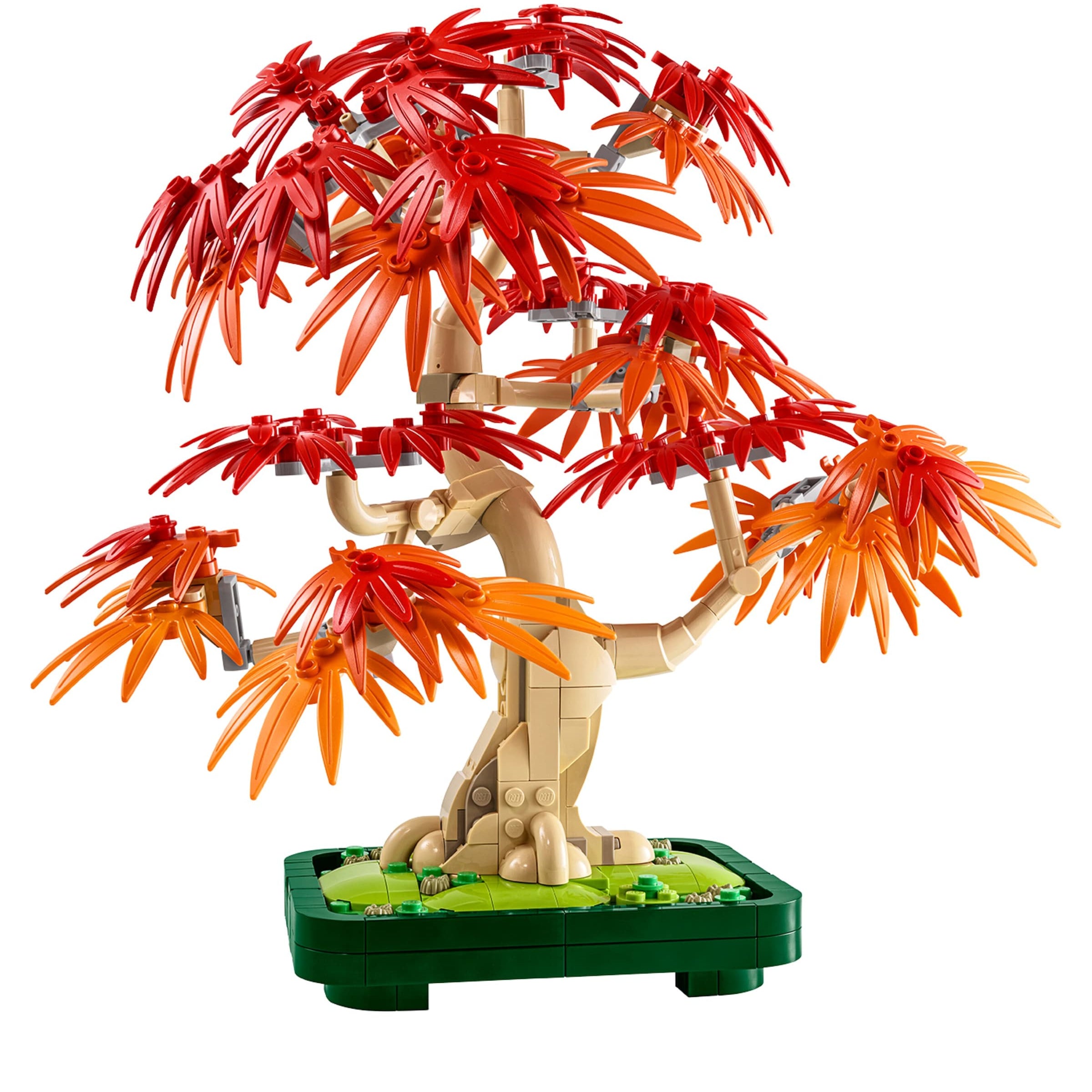 Botanicals Japanese Red Maple Bonsai Tree 10348