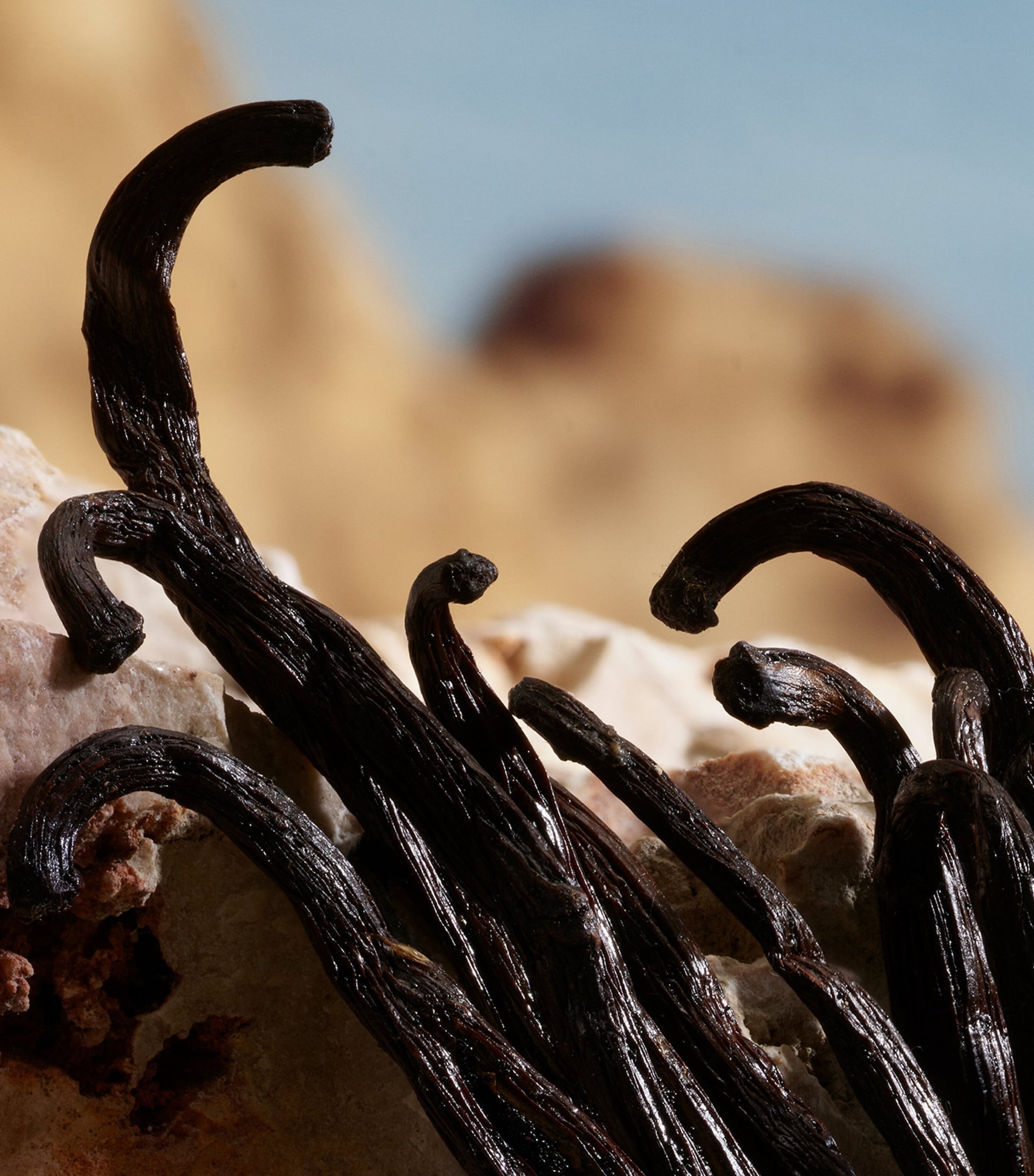 Q by Dolce & Gabbana Pure Perfume (30ml)