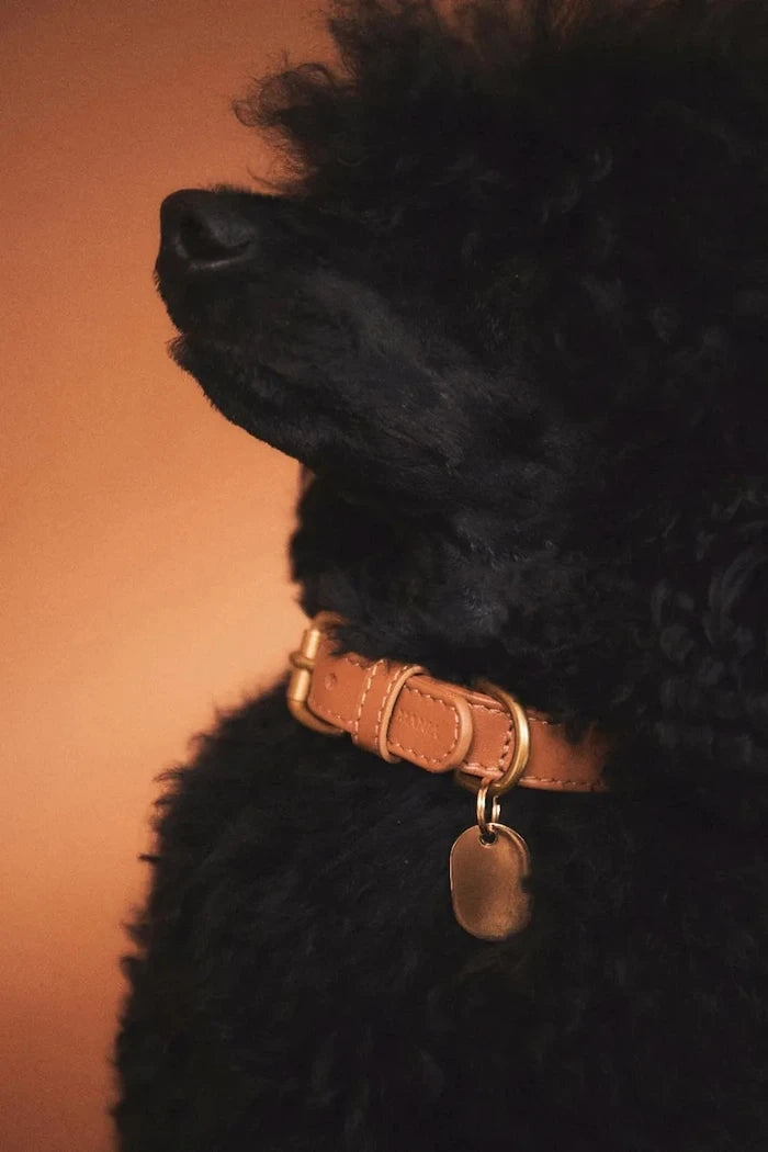 La Mania Selvo Köpek Deri Tasması S/36 - 42 cm