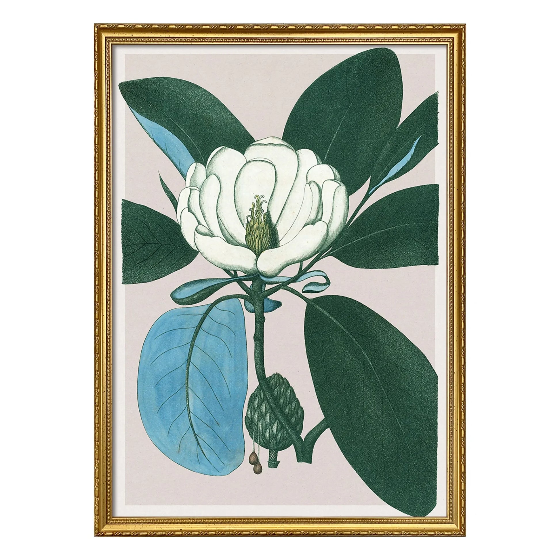 The Dybdahl Co. - Magnolia Glauca poster