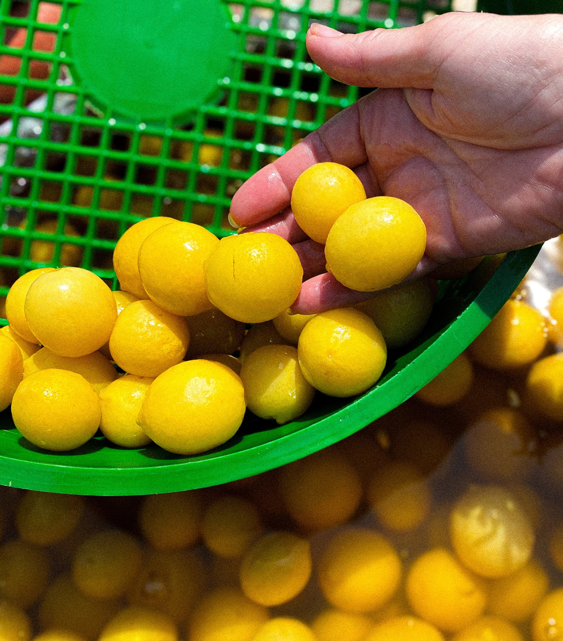 Baby Preserved Beldi Lemons (500g)