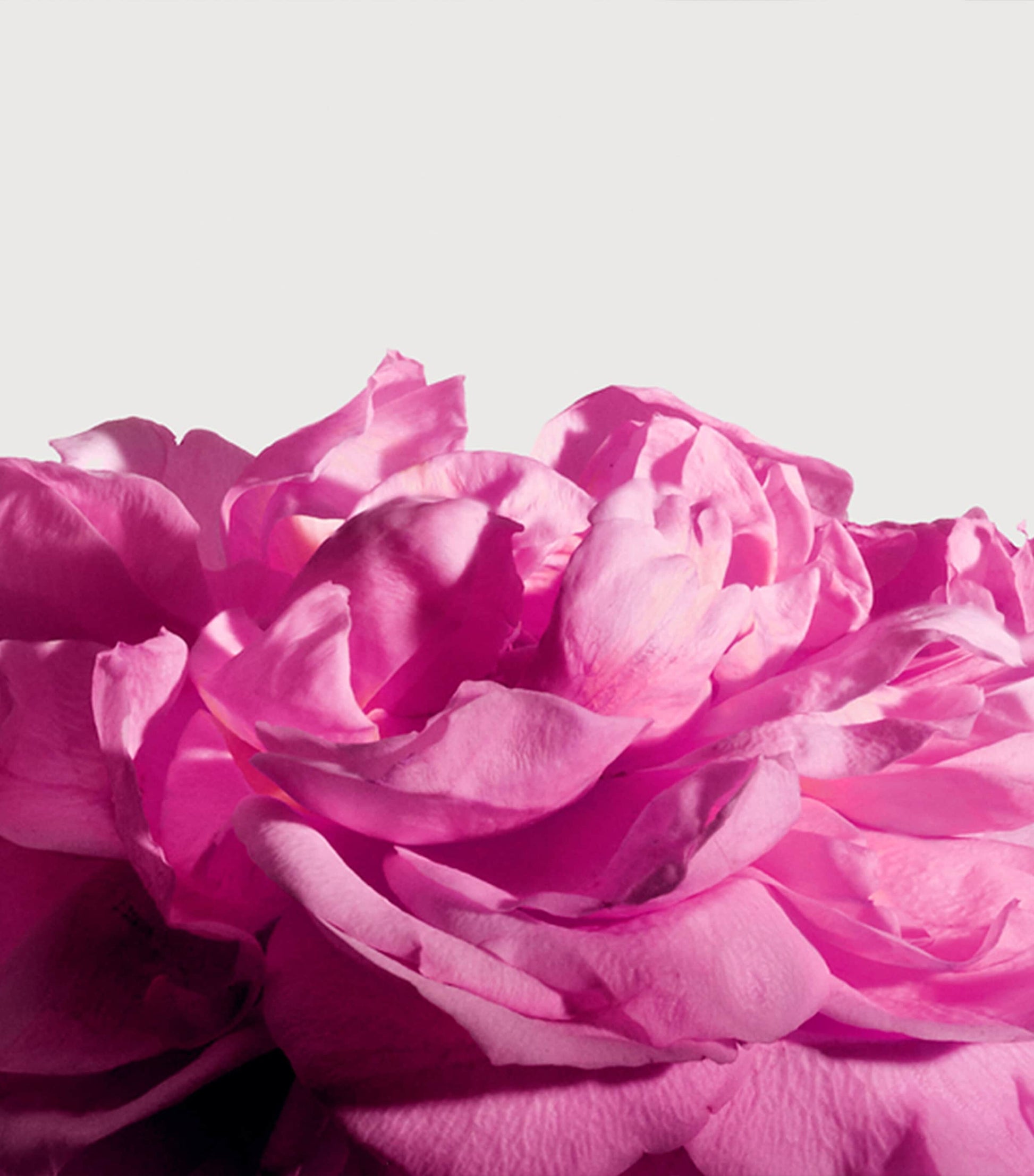 Radical Rose Extrait de Parfum (100ml)