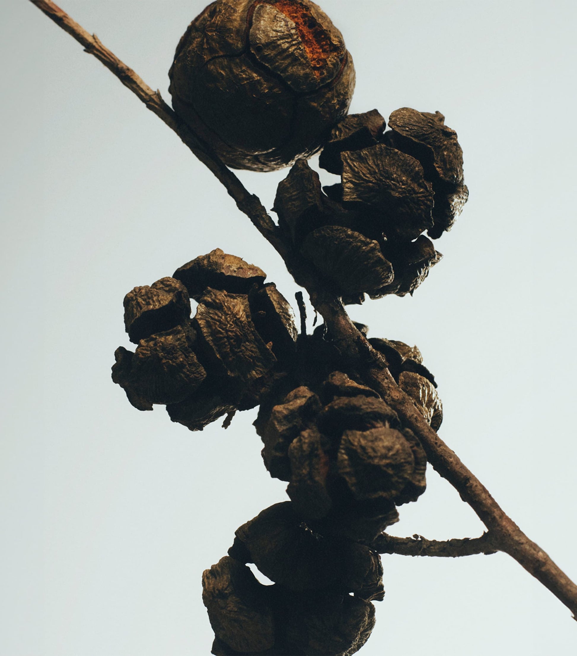 Small Cypress Balls Scented Candle