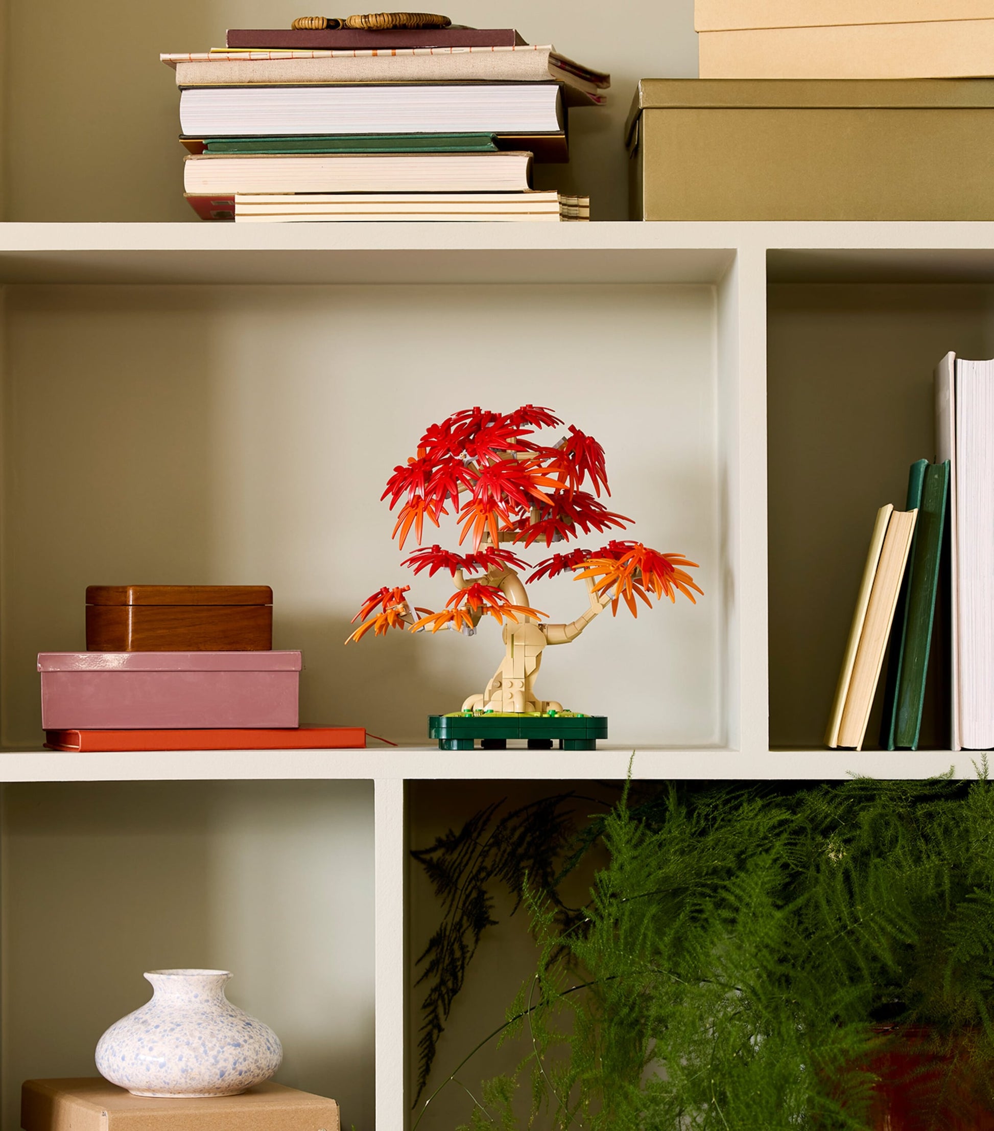 Botanicals Japanese Red Maple Bonsai Tree 10348
