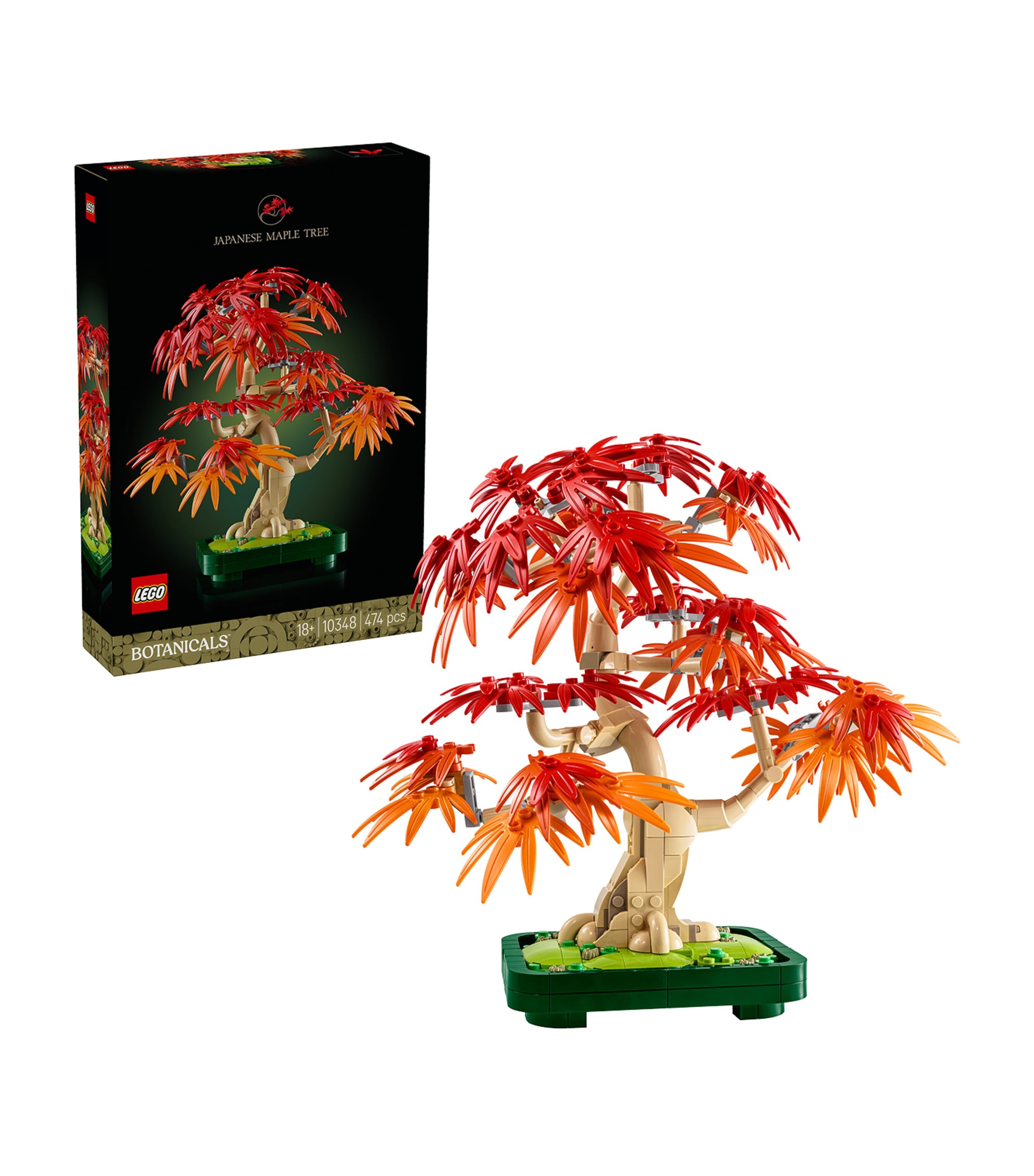 Botanicals Japanese Red Maple Bonsai Tree 10348