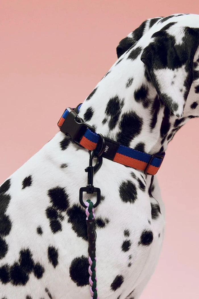 HAY Köpek Tasması M/L 2,5 x 40-65 cm